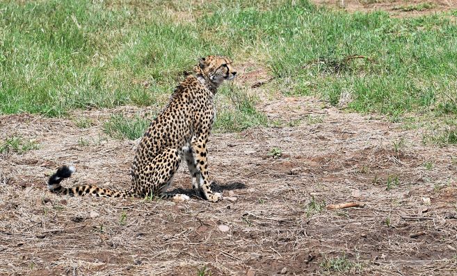 Why the cheetahs return to India matters