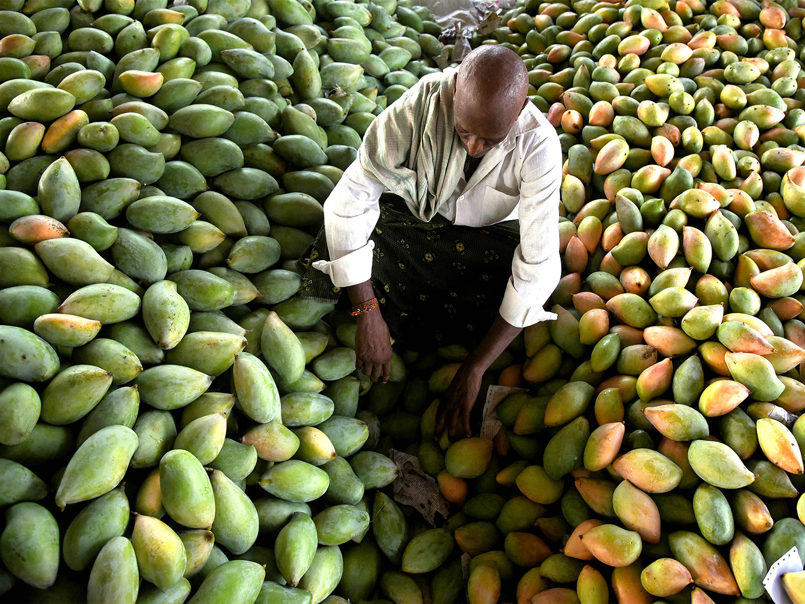 ANI-Mangoes.jpg