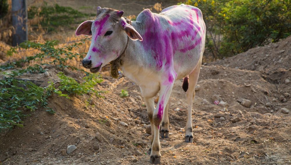 Cows-upl.jpg