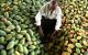 ANI-Mangoes.jpg