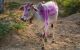 Cows-upl.jpg
