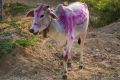 Cows-upl.jpg